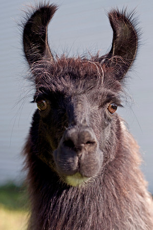 Smile, Your on Llama Camera