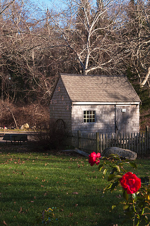 December Rose